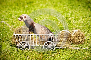 Ferret posing on ladder carriage on summer green grass meadow