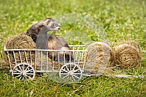 Ferret posing on ladder carriage on summer green grass meadow