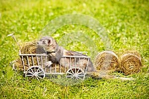 Ferret posing on ladder carriage on summer green grass meadow