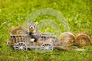 Ferret posing on ladder carriage on summer green grass meadow