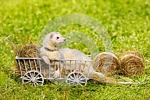 Ferret posing on ladder carriage on summer green grass meadow