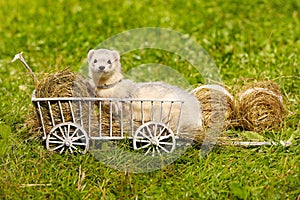 Ferret posing on ladder carriage on summer green grass meadow