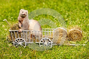 Ferret posing on ladder carriage on summer green grass meadow