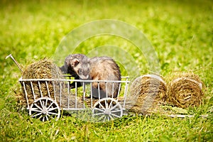 Ferret posing on ladder carriage on summer green grass meadow