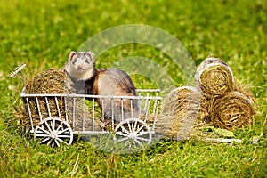 Ferret posing on ladder carriage on summer green grass meadow