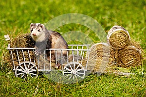 Ferret posing on ladder carriage on summer green grass meadow