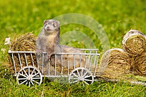 Ferret posing on ladder carriage on summer green grass meadow