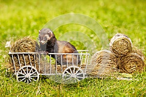 Ferret posing on ladder carriage on summer green grass meadow