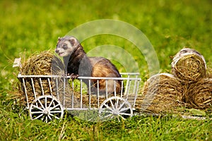 Ferret posing on ladder carriage on summer green grass meadow