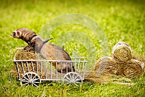 Ferret posing on ladder carriage on summer green grass meadow