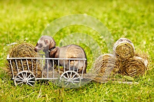 Ferret posing on ladder carriage on summer green grass meadow