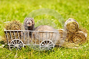 Ferret posing on ladder carriage on summer green grass meadow