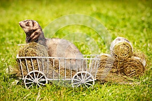 Ferret posing on ladder carriage on summer green grass meadow