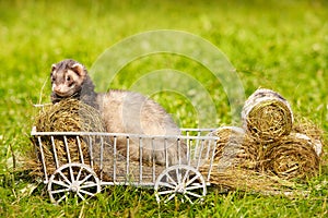 Ferret posing on ladder carriage on summer green grass meadow