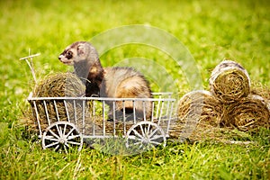 Ferret posing on ladder carriage on summer green grass meadow