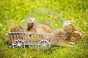 Ferret posing on ladder carriage on summer green grass meadow