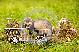 Ferret posing on ladder carriage on summer green grass meadow