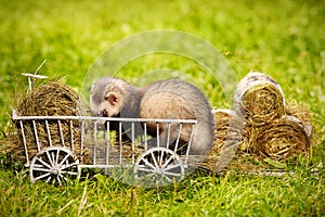 Ferret posing on ladder carriage on summer green grass meadow