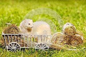 Ferret posing on ladder carriage on summer green grass meadow