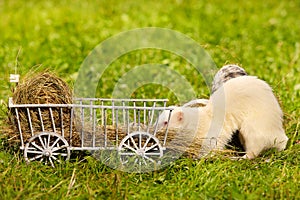 Ferret posing on ladder carriage on summer green grass meadow