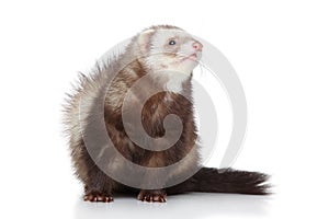 Ferret posing on a white background