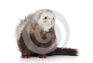 Ferret posing on a white background