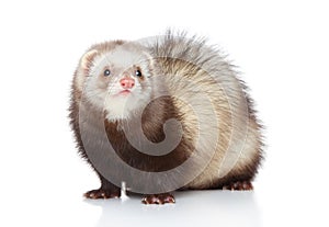 Ferret posing on a white background