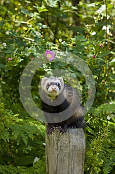 Ferret on a POST