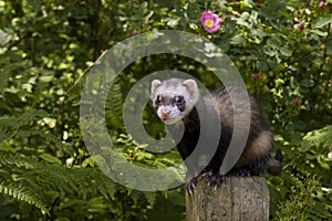 Ferret on a POST photo