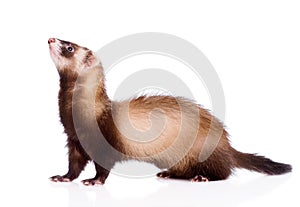 Ferret in profile. isolated on white background