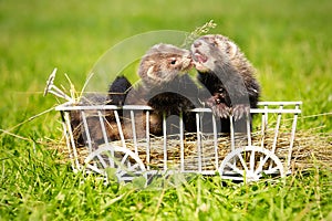 Ferret puppies posing on ladder carriage on summer green grass meadow