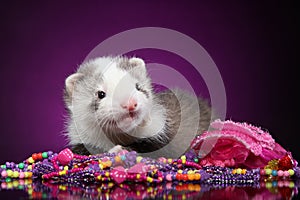 Ferret puppy with beads