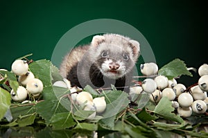 Ferret puppy is in green leaves