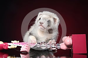 Ferret puppy lying on red background