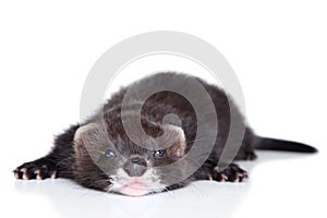 Ferret puppy lying on white background