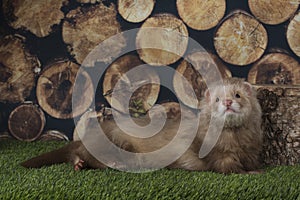 Ferret puppy playing outdoors on a summer day