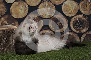 Ferret puppy playing outdoors on a summer day