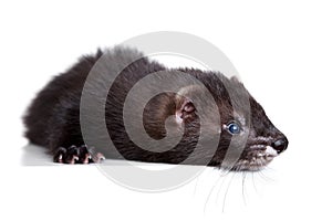 Ferret puppy on white background