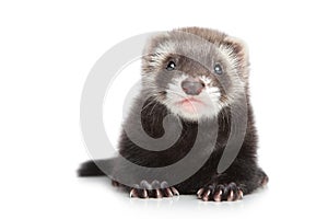 Ferret puppy on a white background