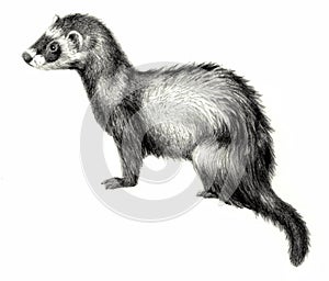Ferret Realistic detailed pencil drawing.
