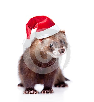 Ferret in red christmas hat looking at camera. isolated on white