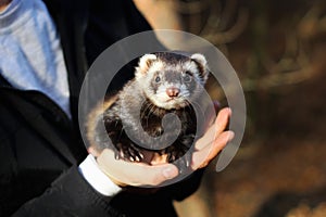 Black and white ferret in the hands of a woman