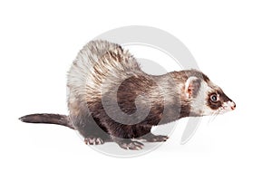 Ferret Side View Over White