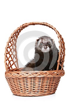 Ferret sitting in basket