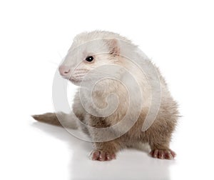 Ferret sitting in front of white background, studio shot