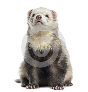 Ferret, sitting, isolated