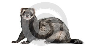 Ferret sitting, isolated