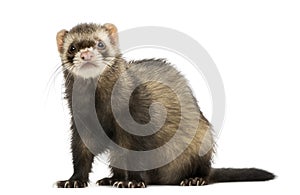 Ferret sitting, looking at the camera, isolated