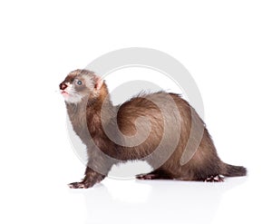 Ferret sitting in profile. isolated on white background