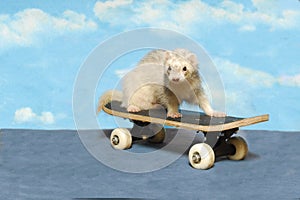 Ferret on a Skate Board